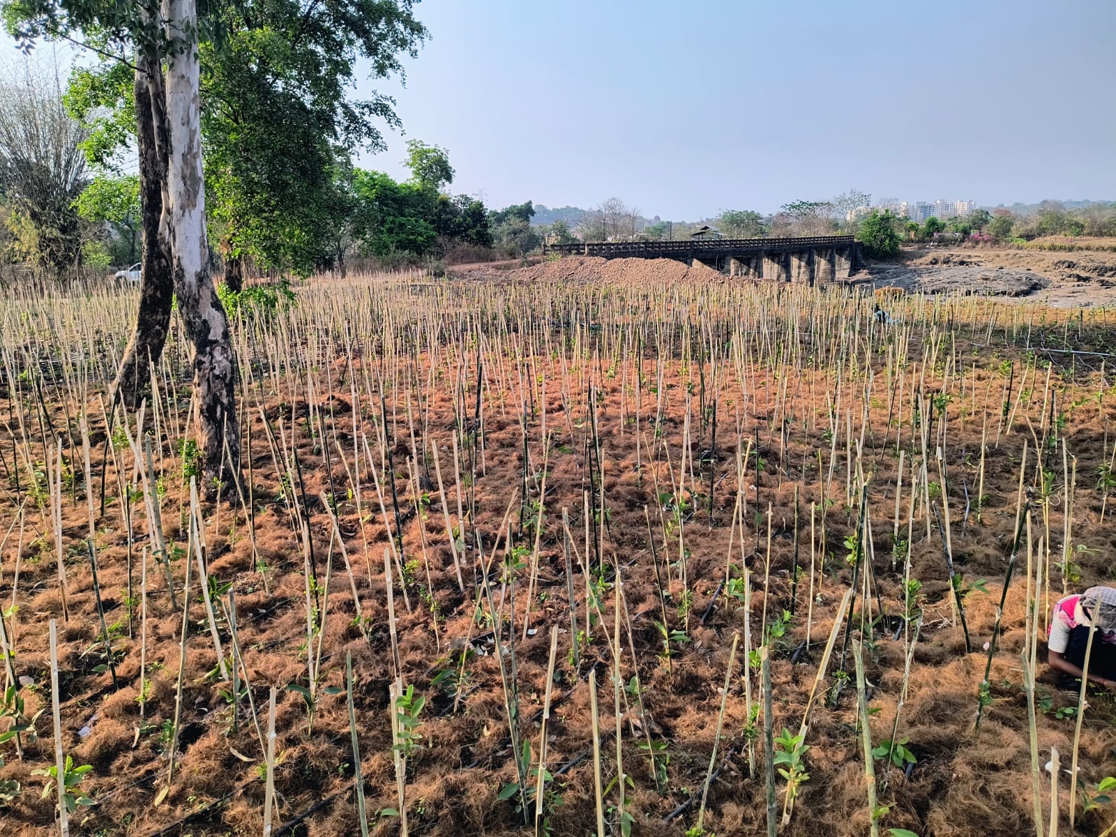 Native Plant service for Miyawaki plantation